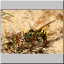 Banchus sp - Schlupfwespe 06b 13mm Sandgrube Niedringhaussee.jpg